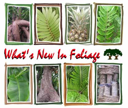 What's New In Foliage